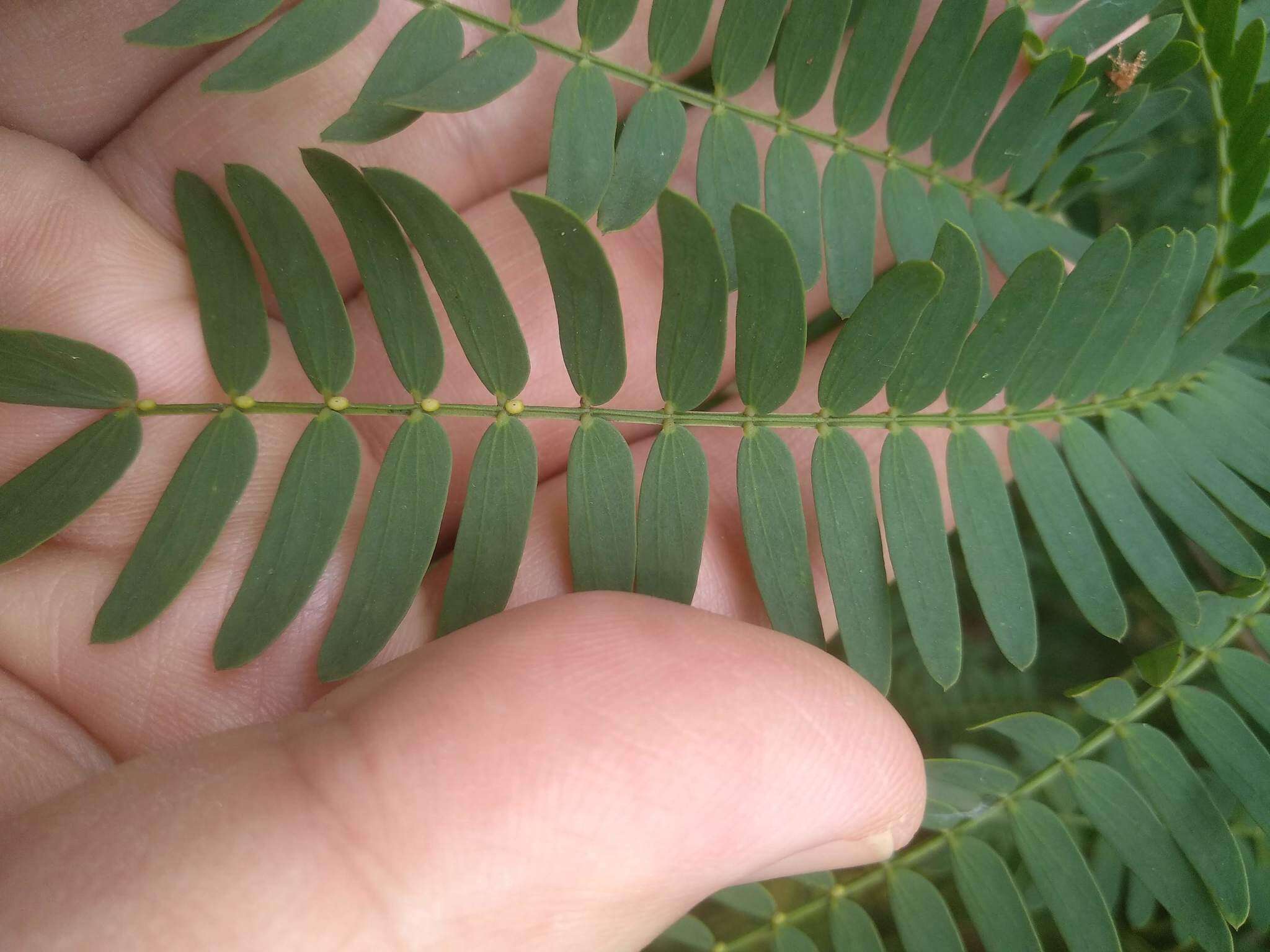 Imagem de Acacia schinoides Benth.