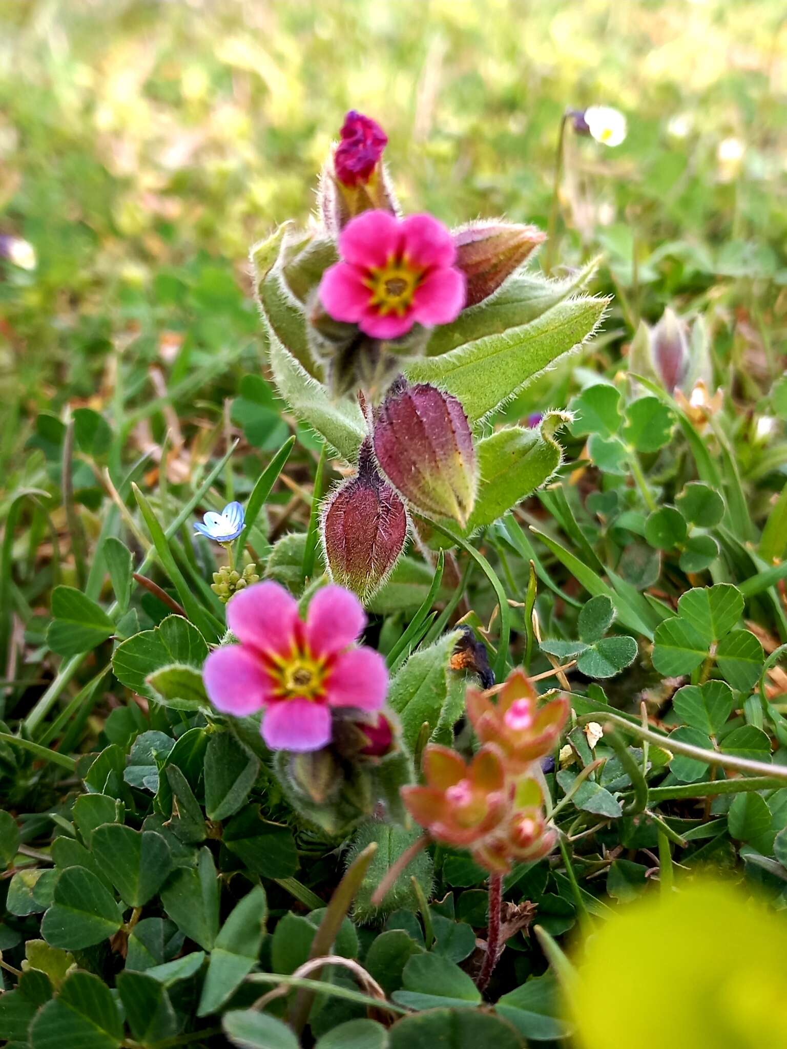 Image of rose monkswort