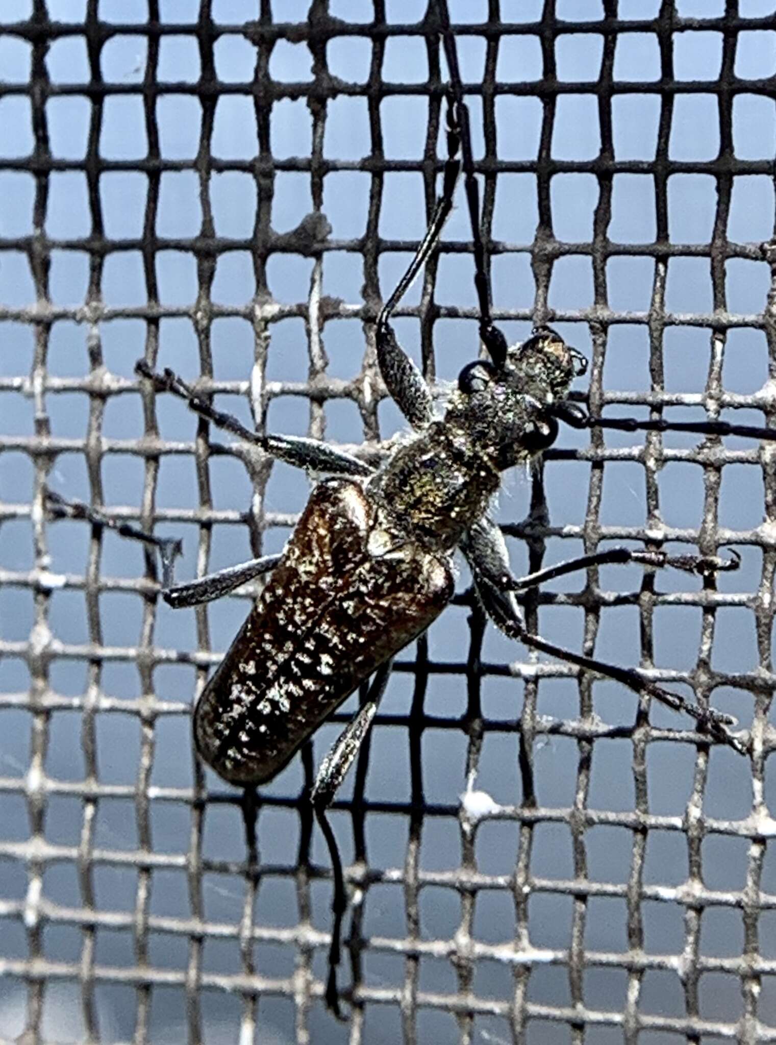 Image of Mottled Longhorned Beetle