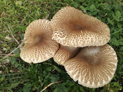 Image of Macrolepiota fuligineosquarrosa Malençon 1979