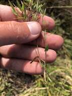 Image of Rough Rosette Grass