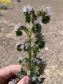 Phacelia palmeri Torr. ex S. Wats.的圖片