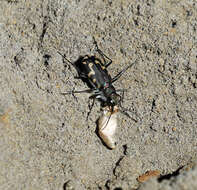 Image of Cicindela (Cicindelidia) senilis G. Horn 1867