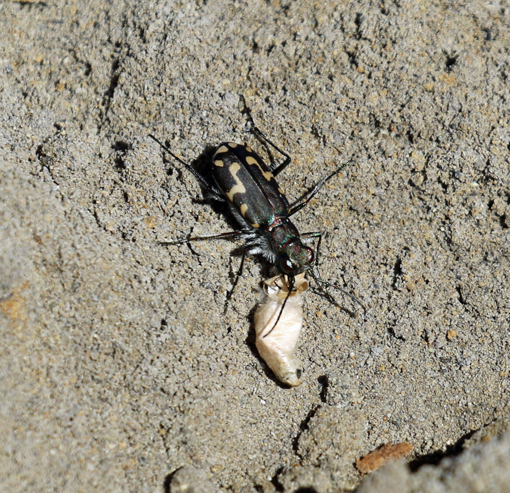 Image of Cicindela (Cicindelidia) senilis G. Horn 1867