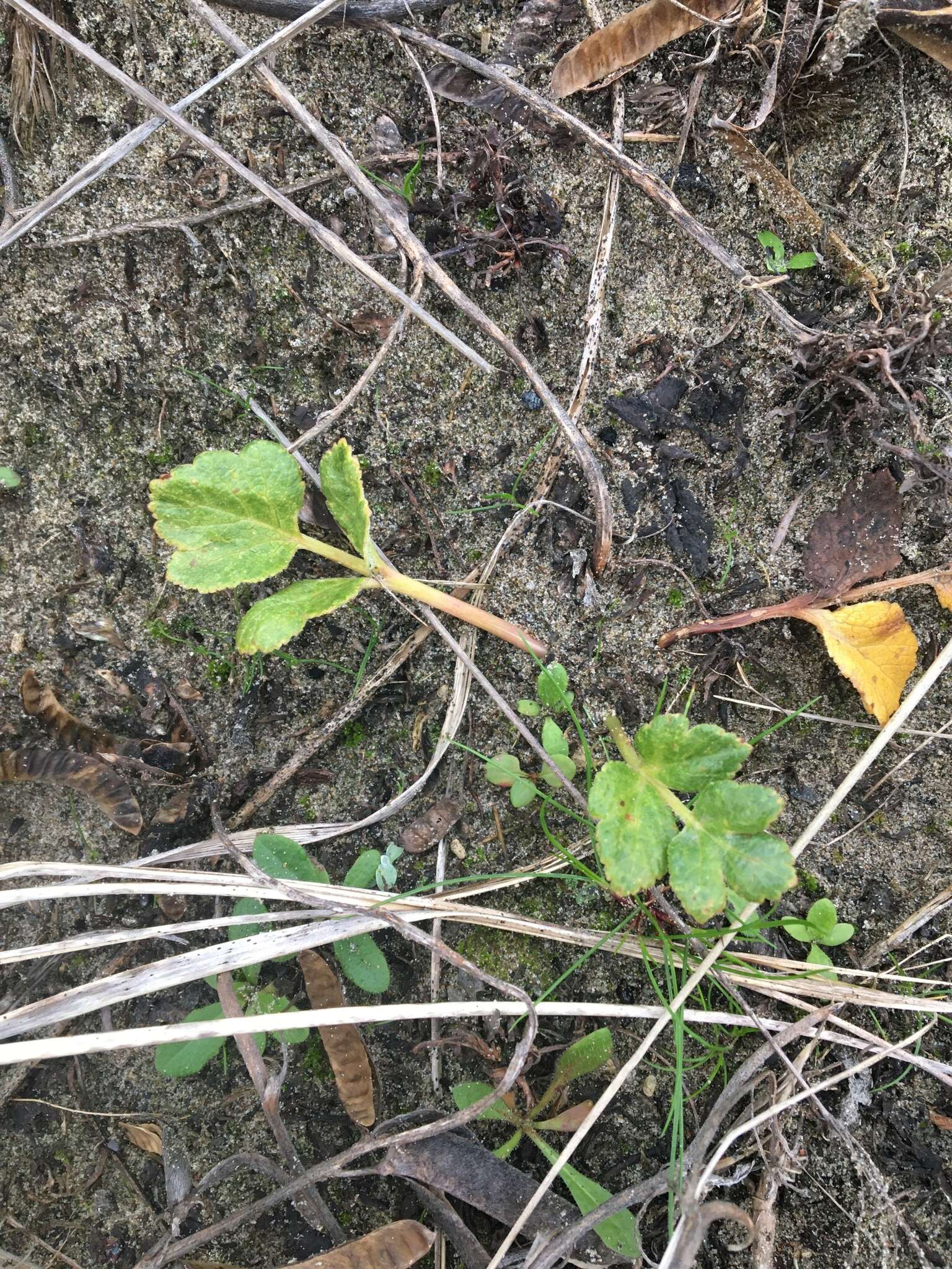 Angelica leiocarpa (Mathias) resmi