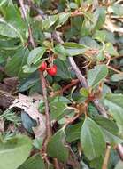 Image of coral beauty cotoneaster