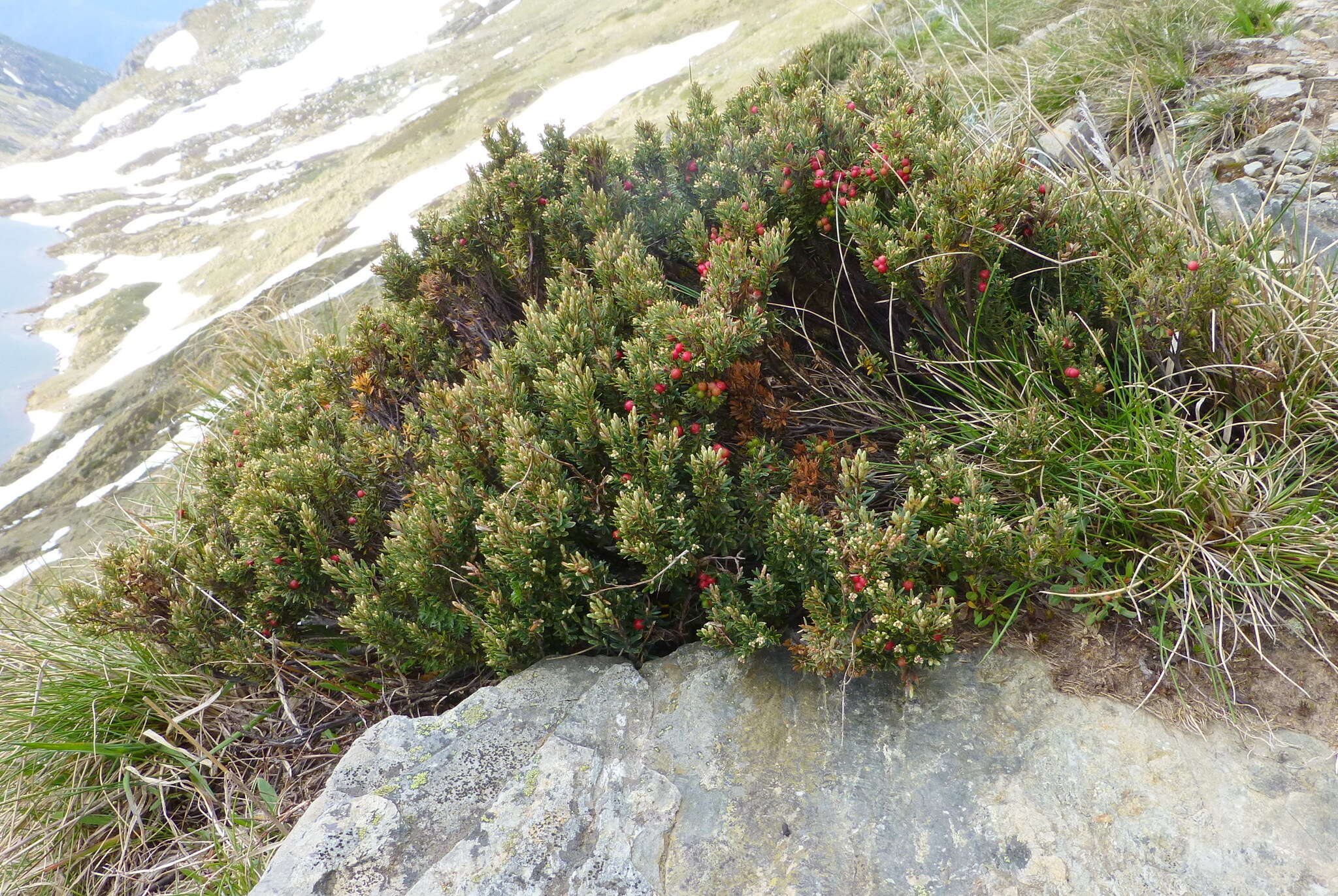 Image of Acrothamnus montanus (R. Br.) Quinn