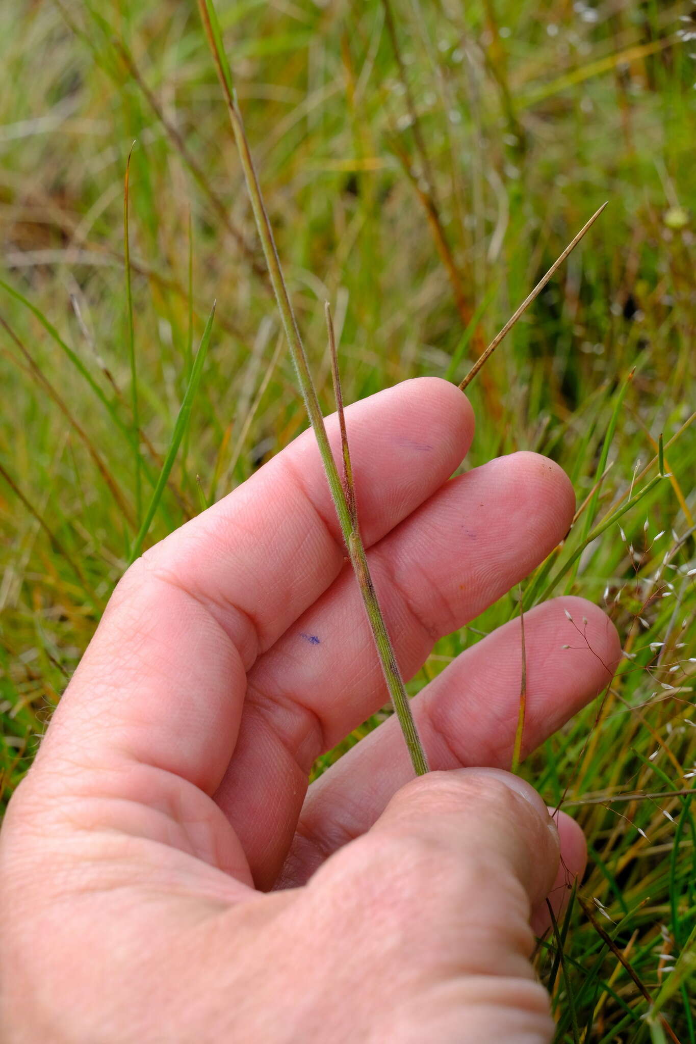 Sivun Pentapogon quadrifidus (Labill.) Baill. kuva