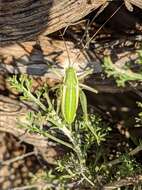 Sivun Odontura (Odonturella) aspericauda Rambur 1838 kuva