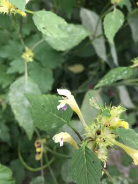 Image of Edmonton hempnettle