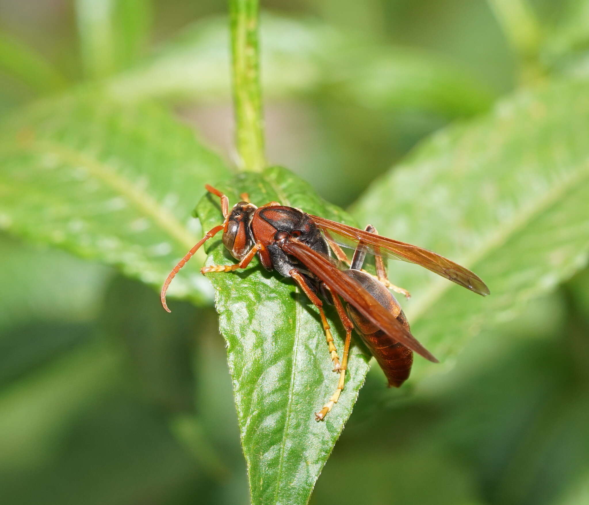 Image of Polistes erythrinus Holmgren 1868