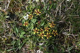 Image of Saxifraga tibetica Losinsk.