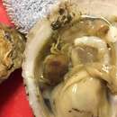 Image of Oyster crab