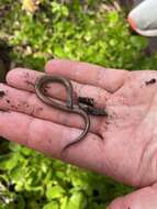 Image of Two-toed Earless Skink