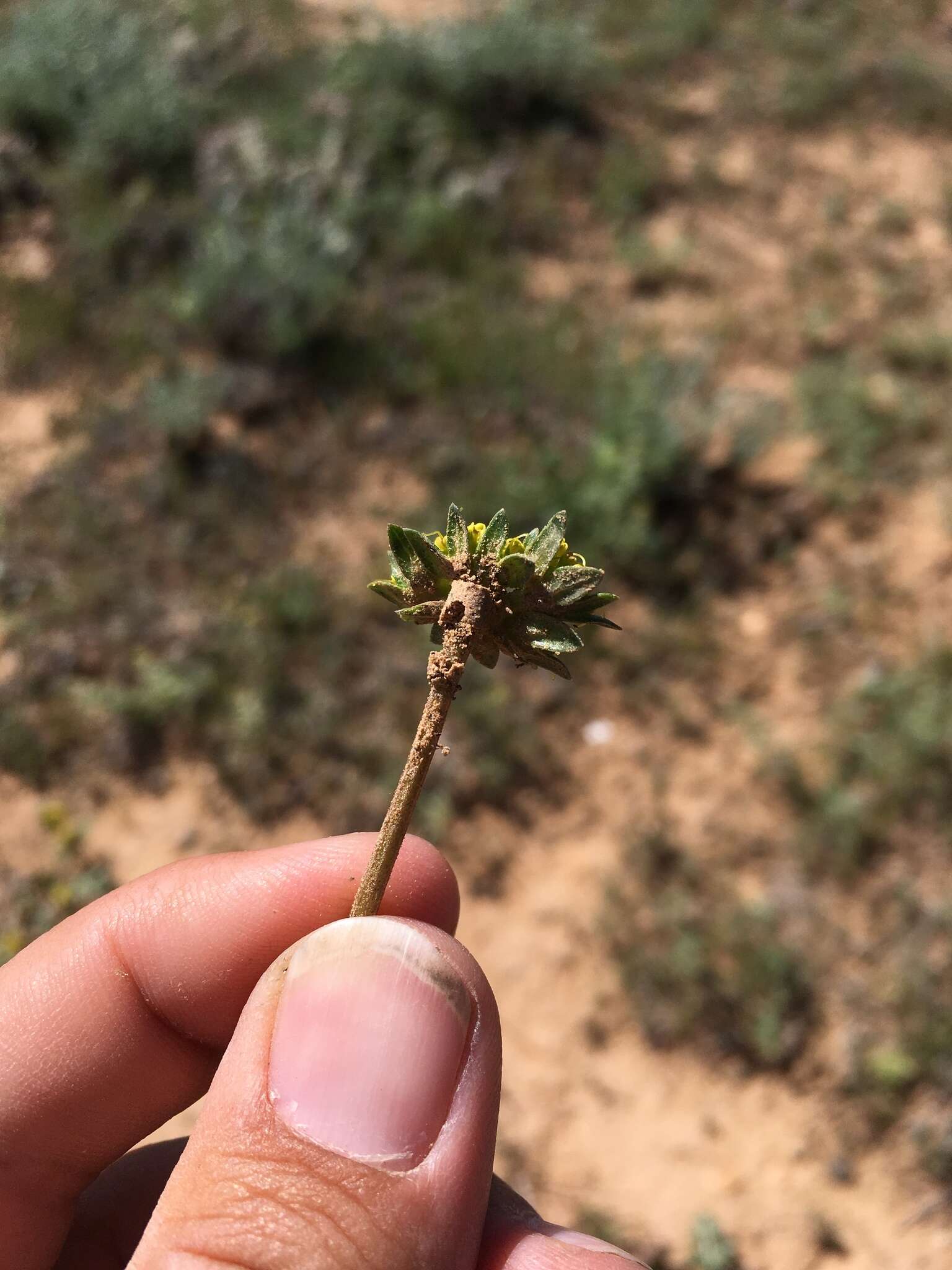 Cymopterus glomeratus DC.的圖片