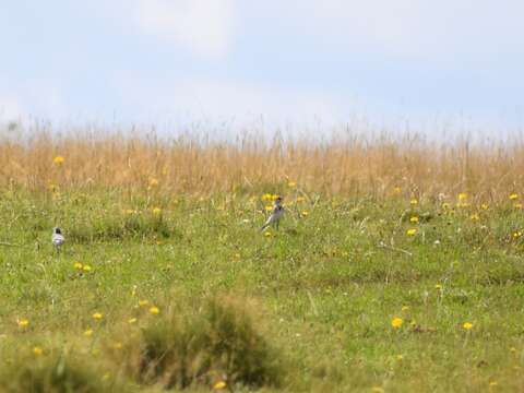 Image of Pied Wagtail and White Wagtail