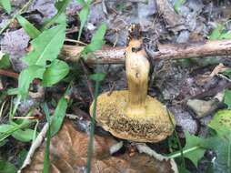 Image de Hortiboletus coccyginus