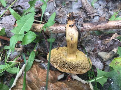 Image de Hortiboletus coccyginus