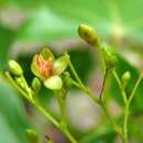 Image of Jatropha variifolia Pax