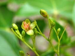 Image of Jatropha variifolia Pax