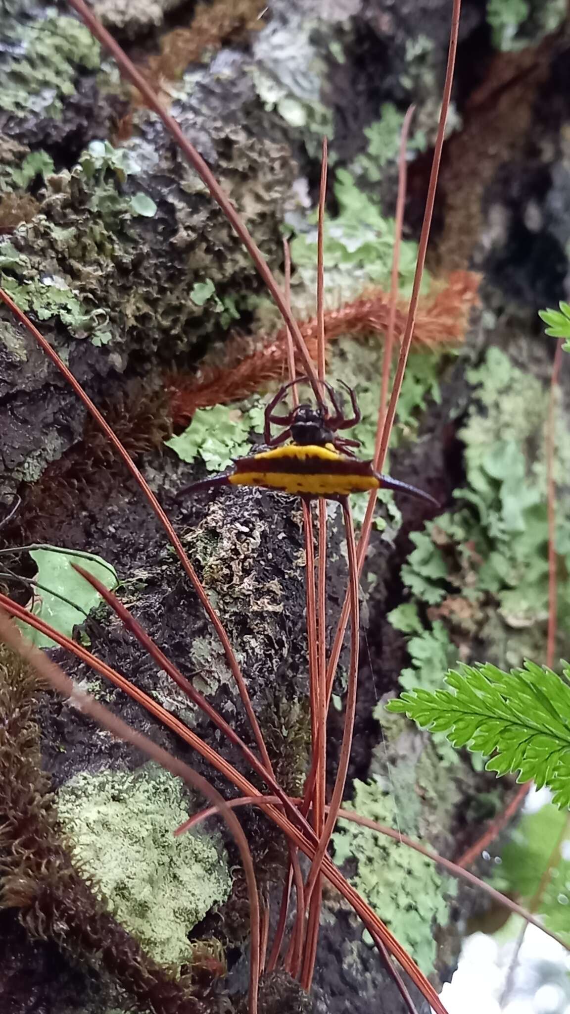 Image of Gasteracantha transversa C. L. Koch 1837