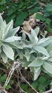 Image of Helichrysum melaleucum Rchb.