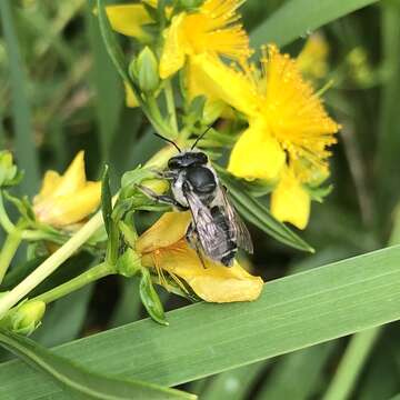 Megachile brevis Say 1837 resmi