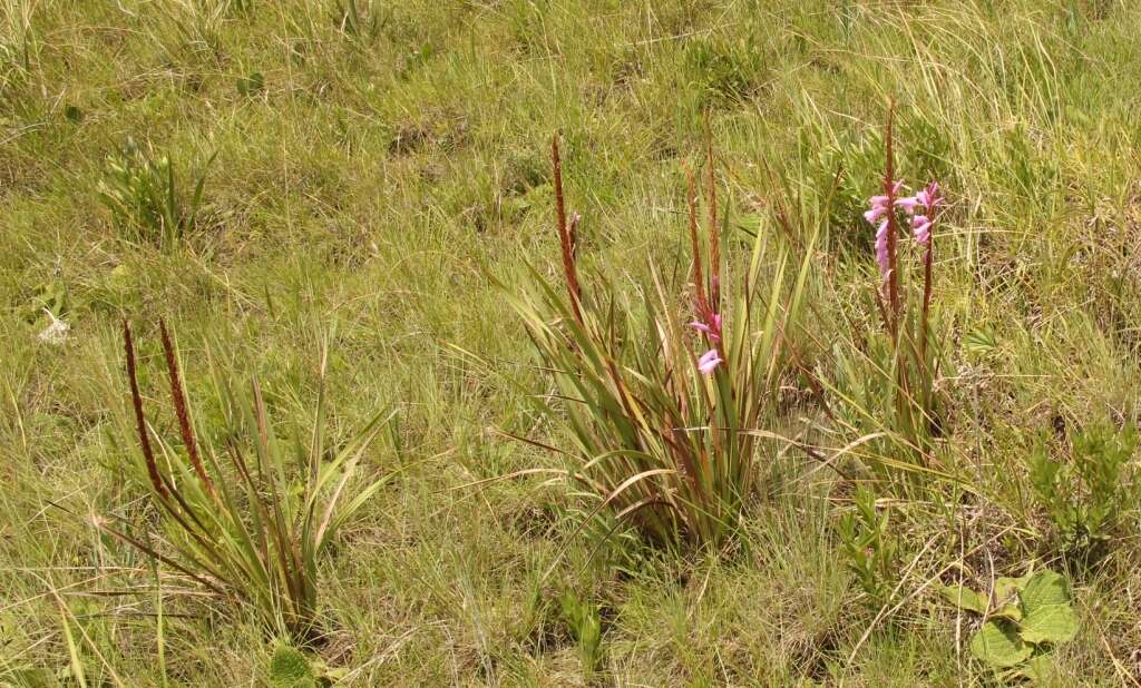 Image of Watsonia lepida N. E. Br.