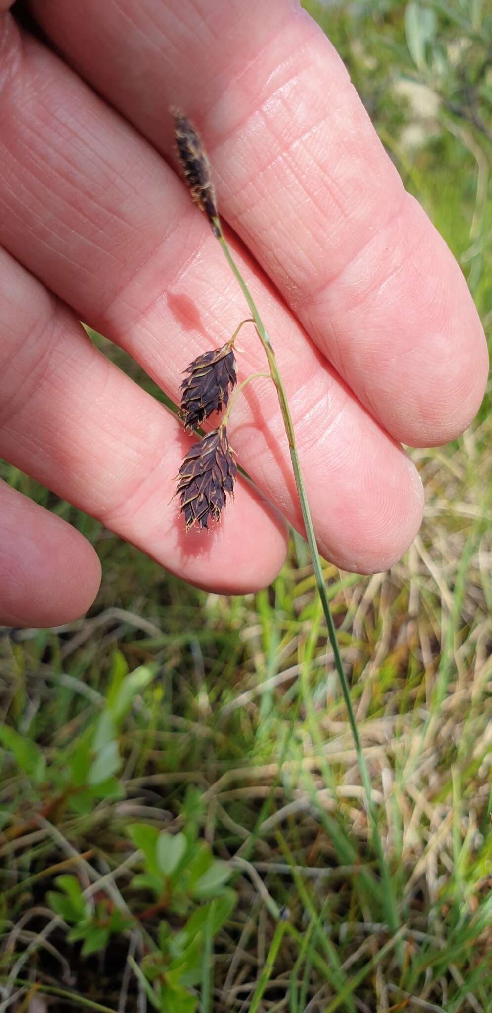 Image of darkbrown sedge