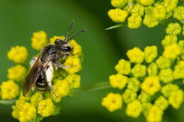 Image of Golden-Alexanders Andrena