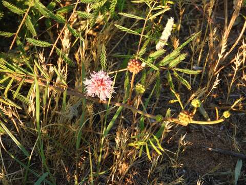 Image of <i>Mimosa rupertiana</i>