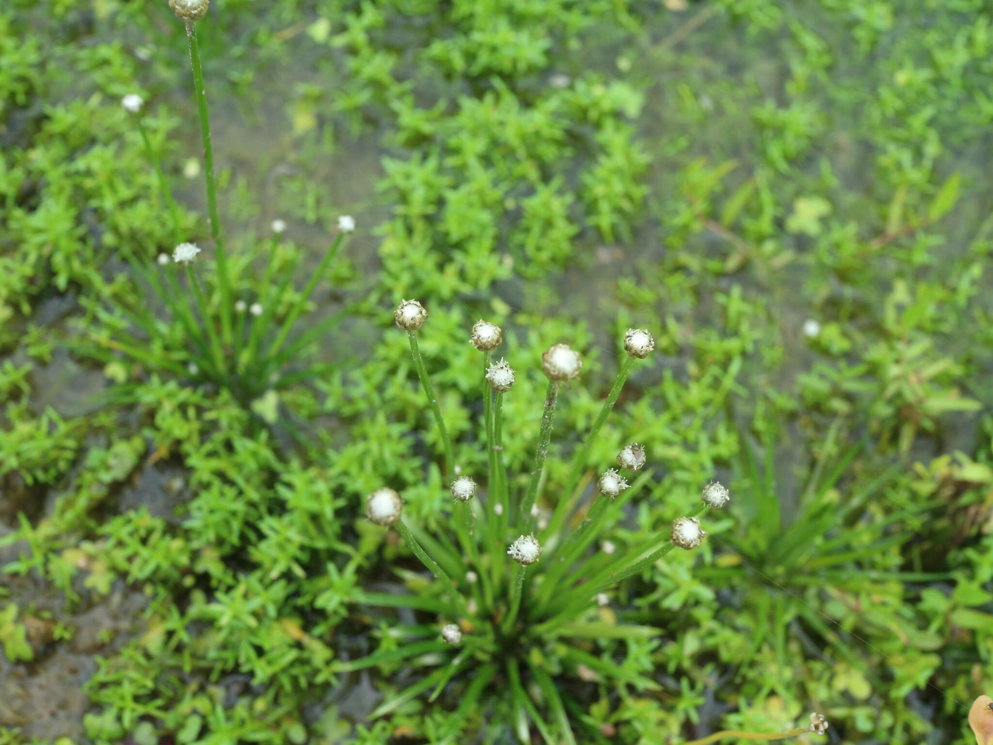 Sivun Eriocaulon cinereum R. Br. kuva