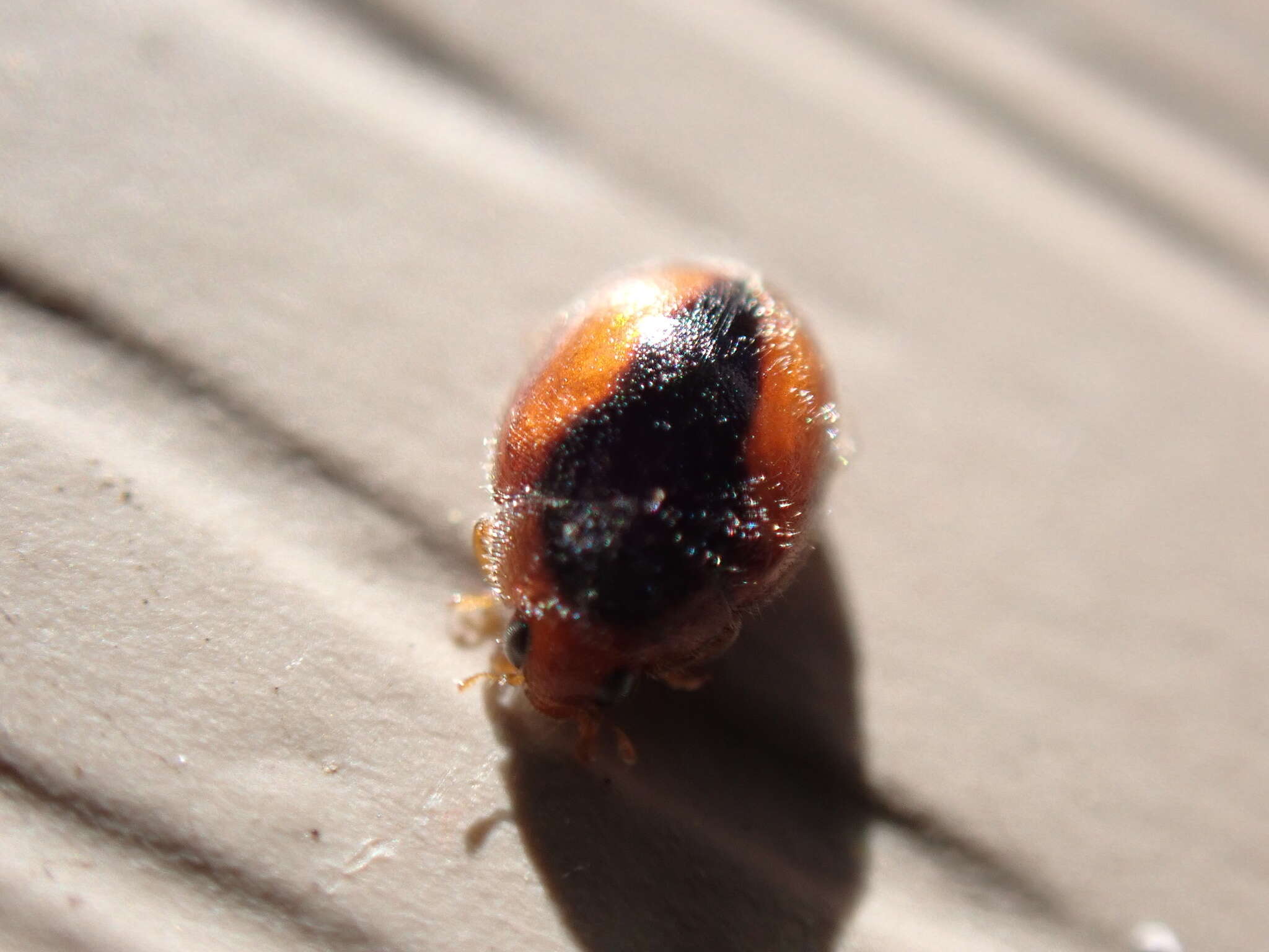 Image of Loew's Lady Beetle