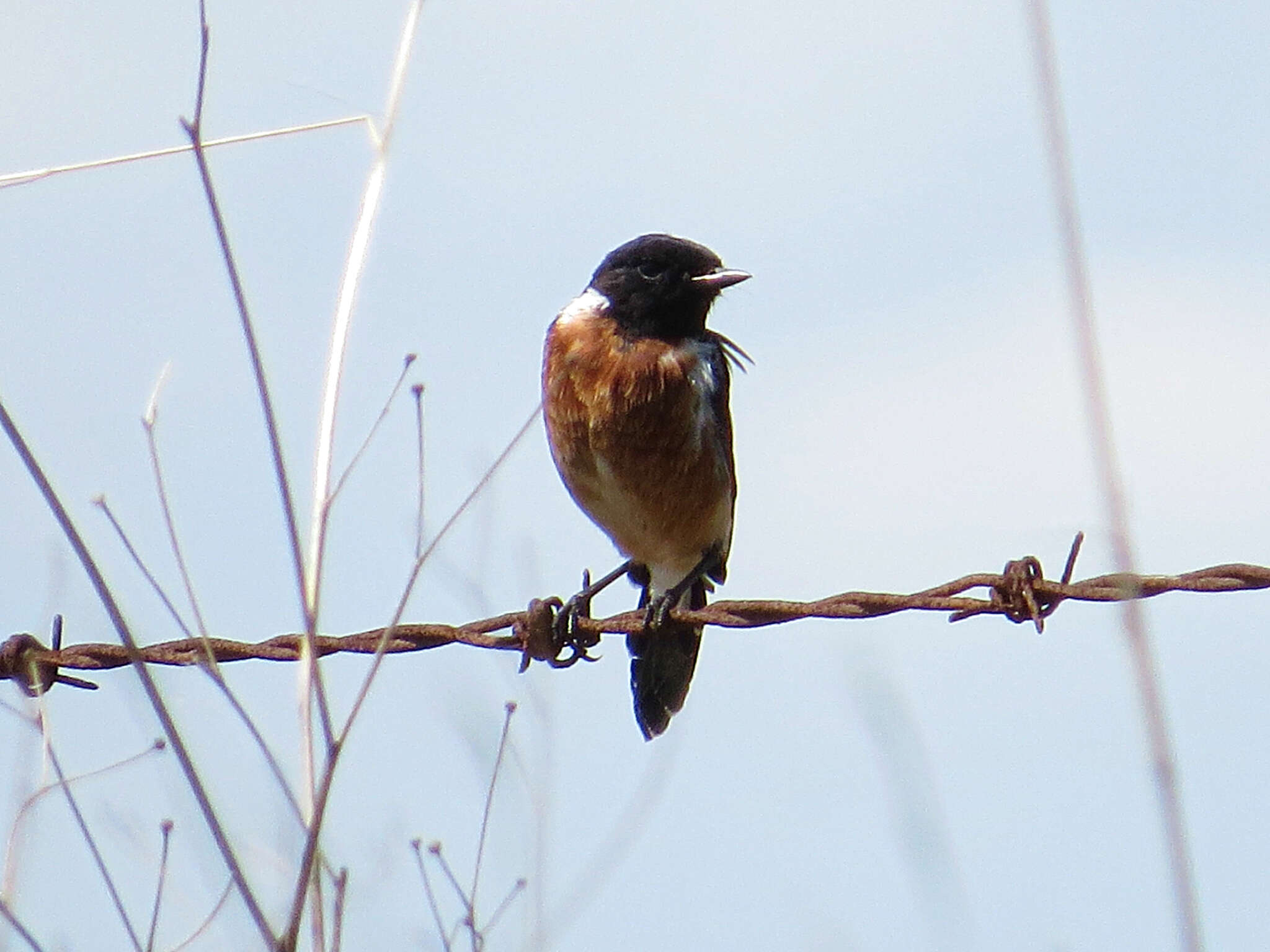 صورة Saxicola torquatus stonei Bowen 1931