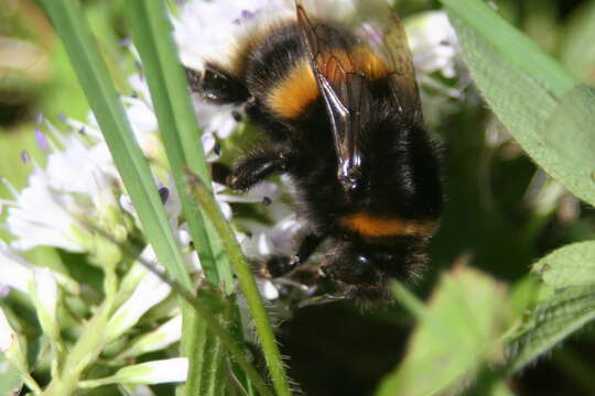 Imagem de Bombus terrestris (Linnaeus 1758)