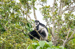 Image of Colobus guereza occidentalis (de Rochebrune 1887)