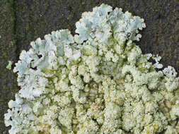 Image of bran lichen