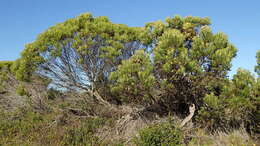 صورة Leucadendron coniferum (Thunb.) Meissn.