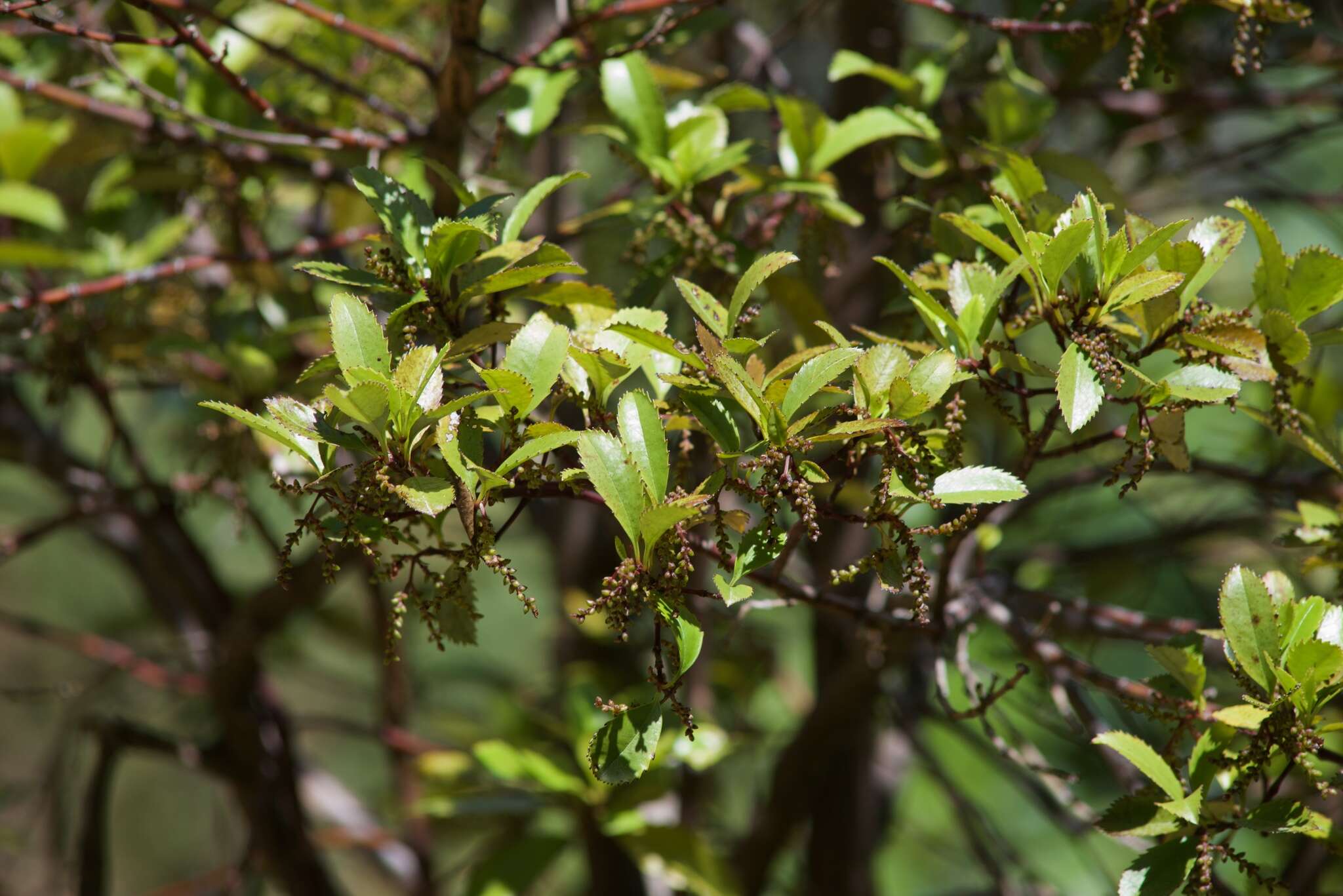 Image de Ascarina lucida Hook. fil.