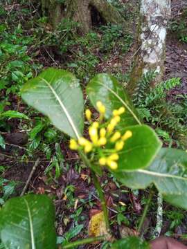 Image de Psychotria reducta Baker