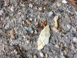 Cyclophora linearia Hübner 1798 resmi