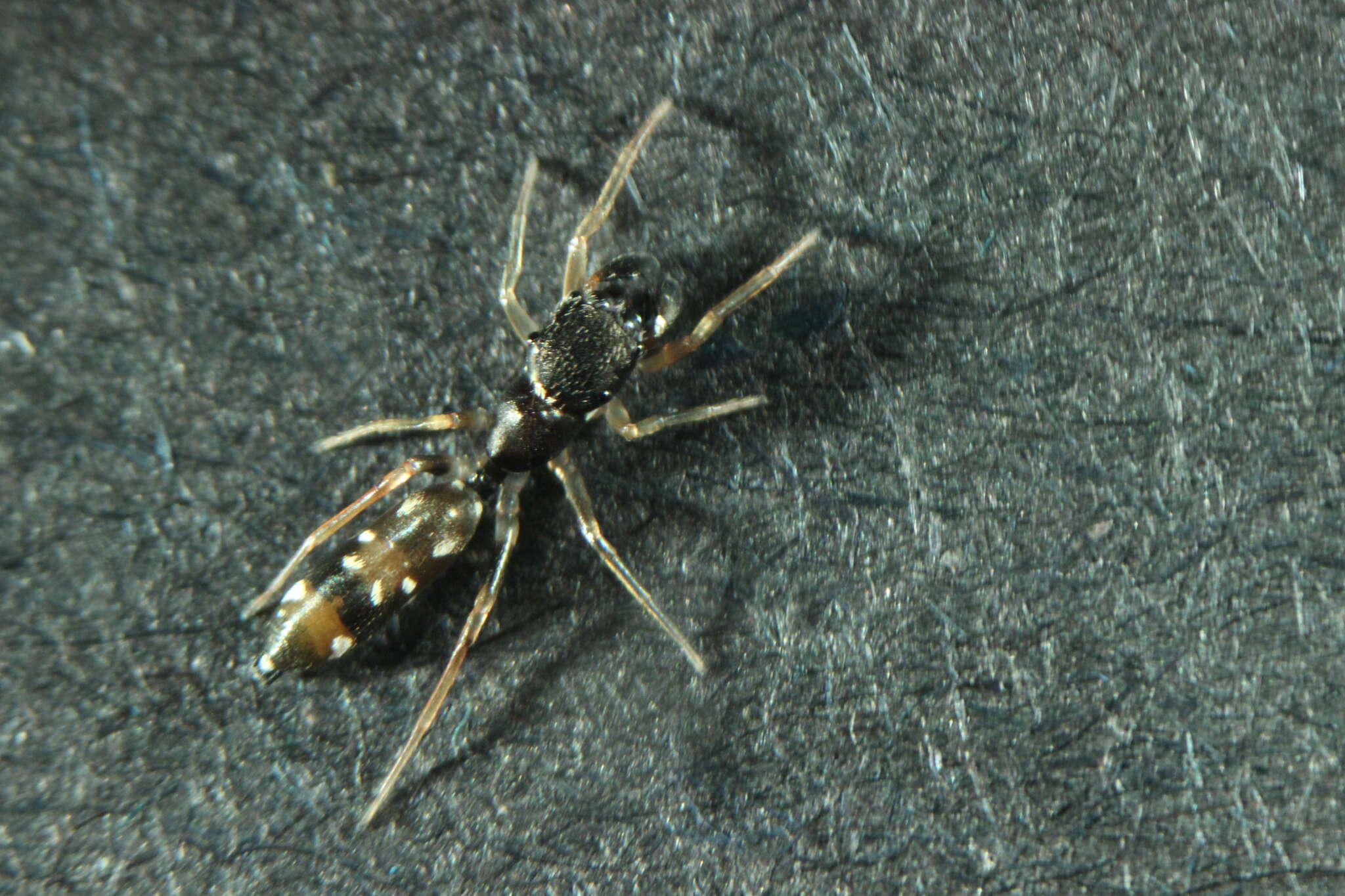 Image of Jumping spider