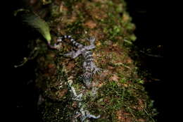 Image of Banded Forest Gecko