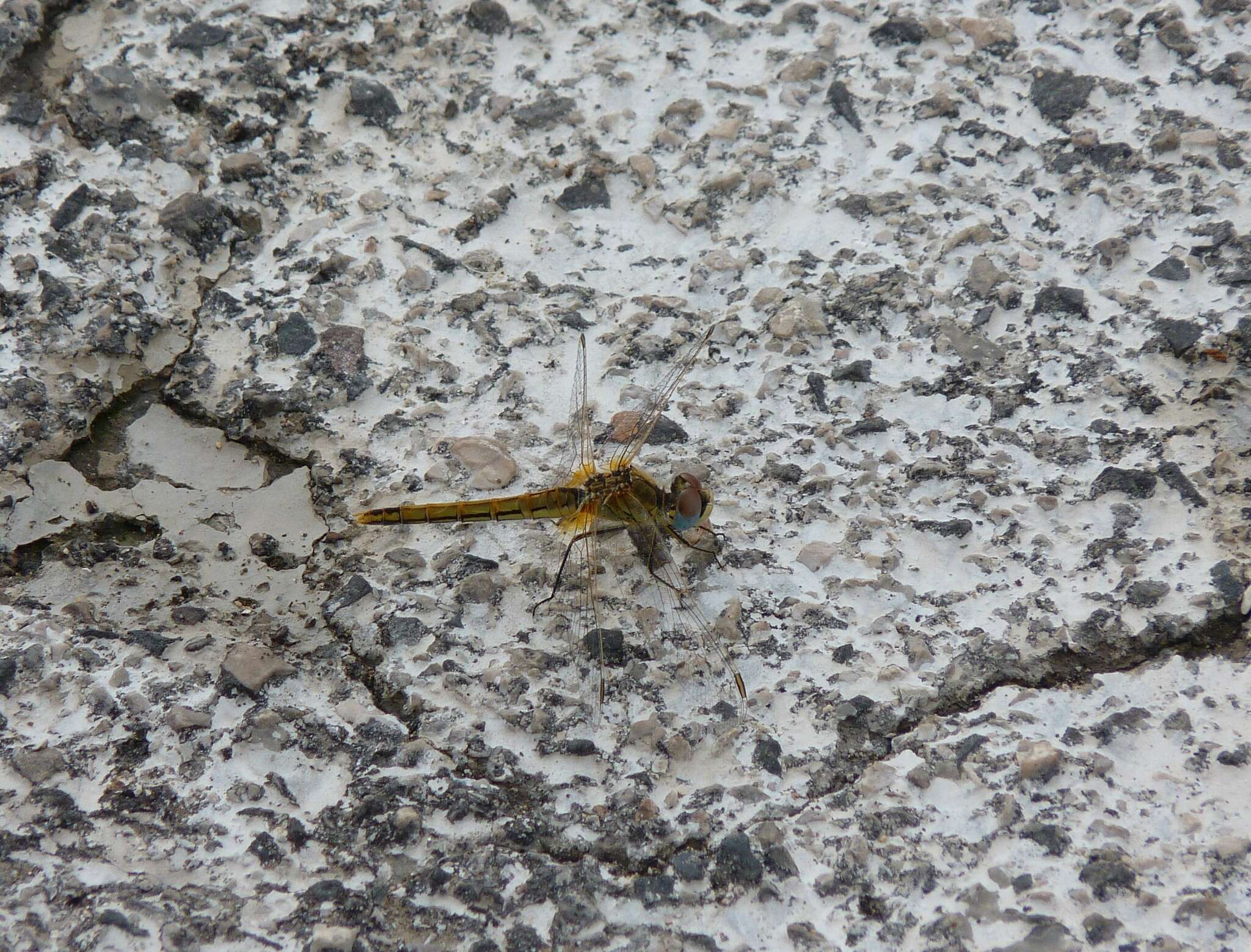 Image of Red-veined Darter