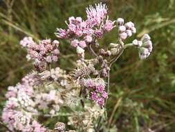 Image of Gyptis artemisifolia (Griseb.) R. King & H. Rob.