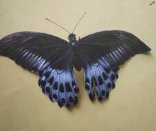 Image of Blue Mormon