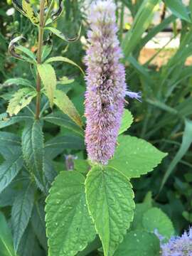 Image of blue giant hyssop