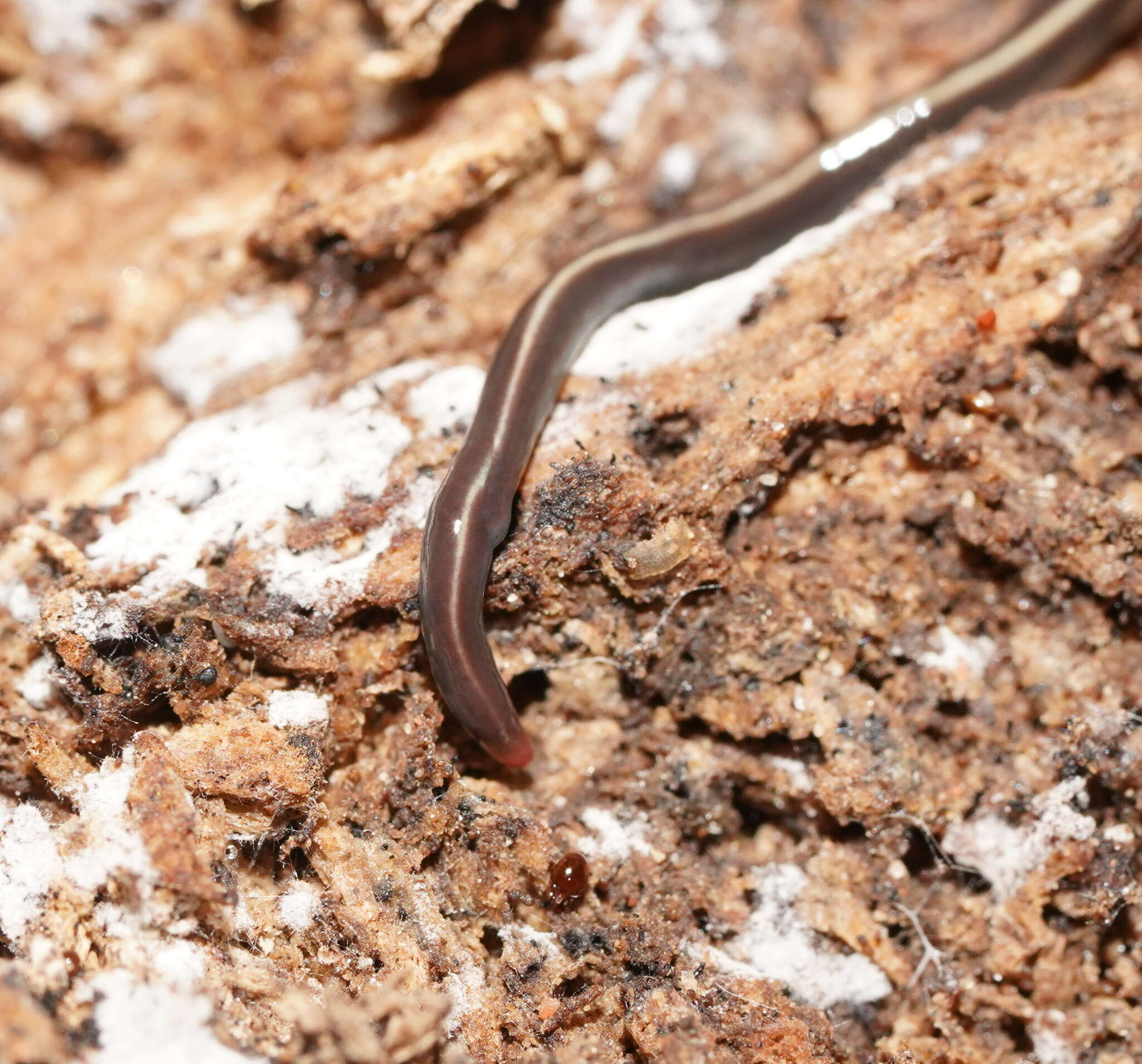 Image of Blue garden flatworm