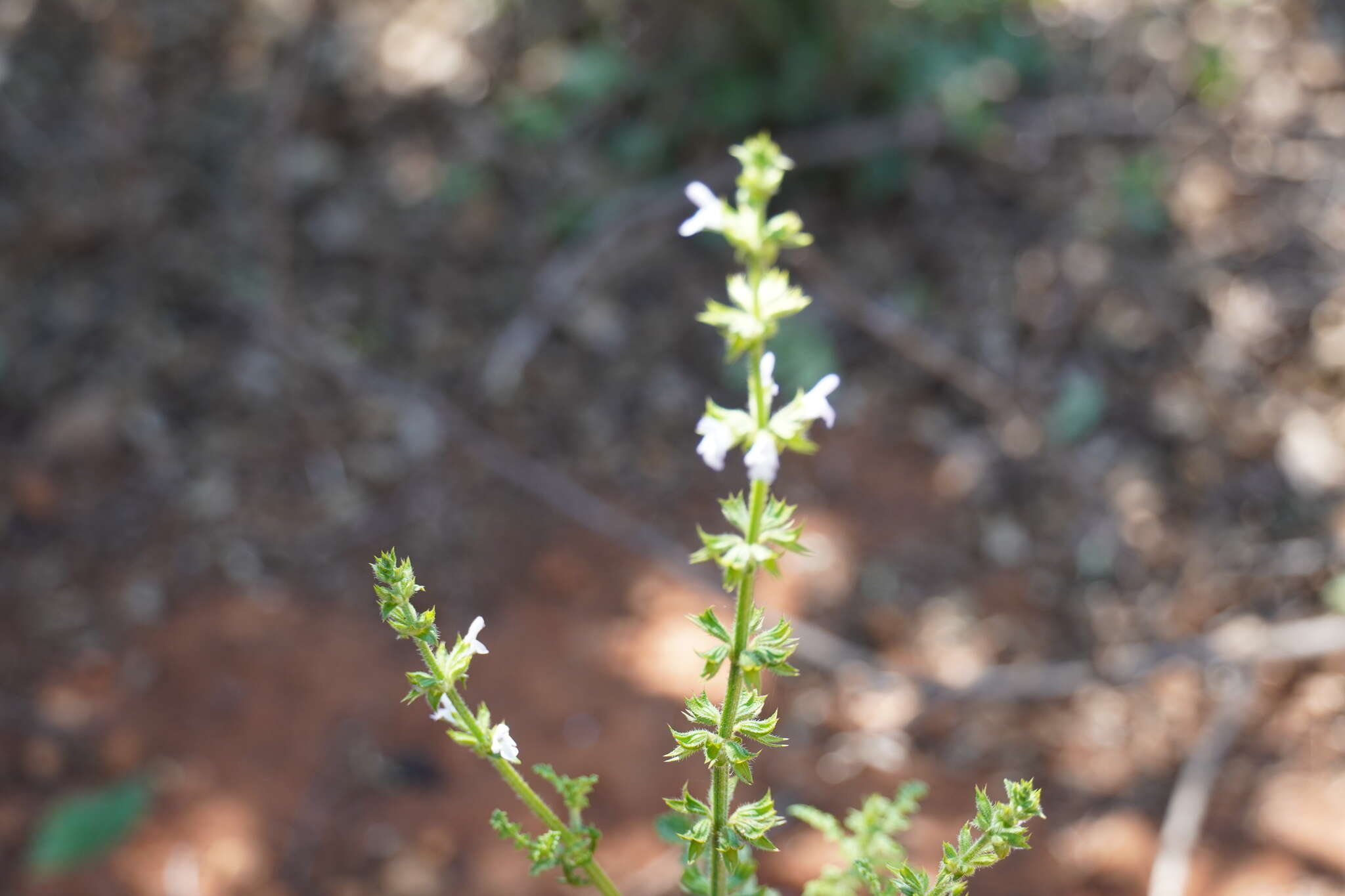 Image of Salvia runcinata L. fil.