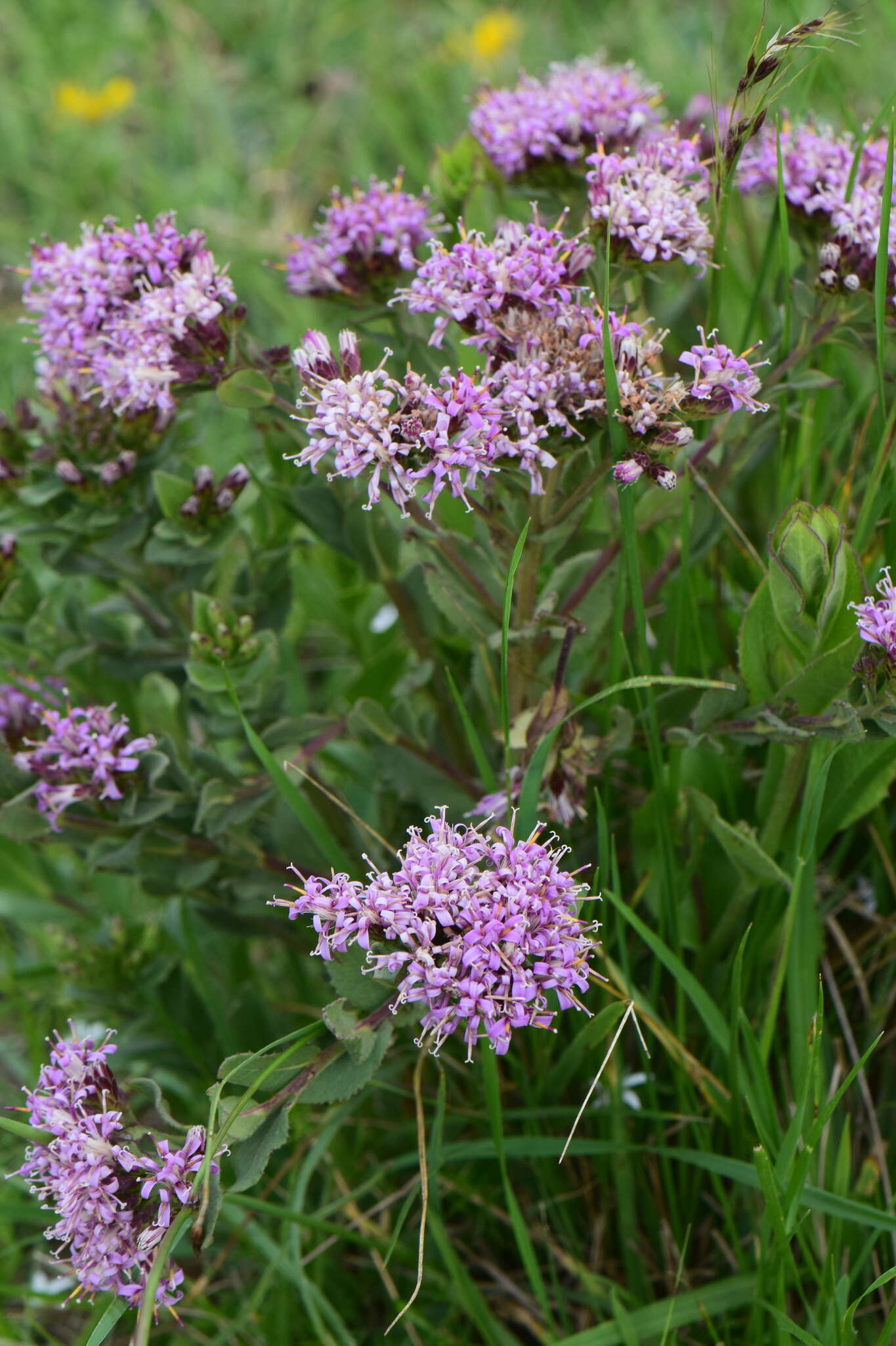 Sivun Acourtia humboldtii (Less.) B. L. Turner kuva